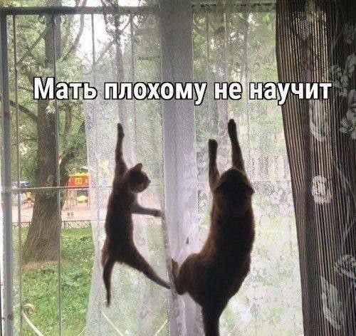 Зарядитесь позитивом! Представляем вам свежую порцию смеха! native-yes