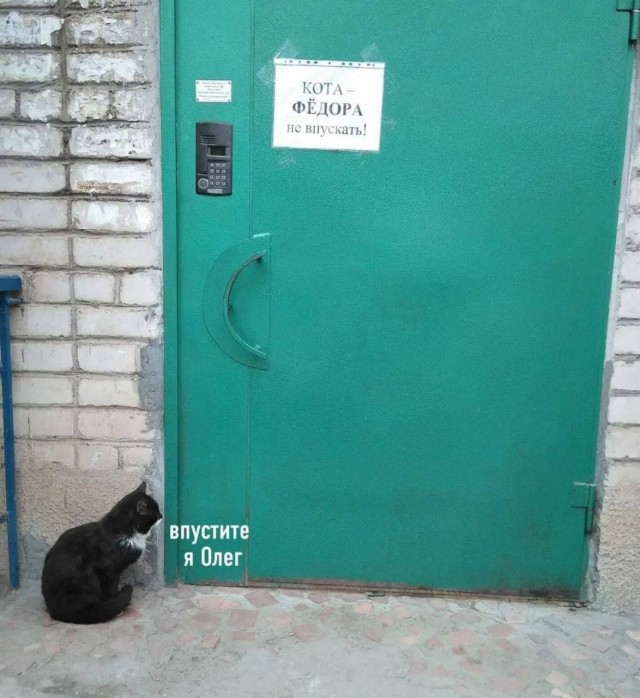 Зарядитесь позитивом! Представляем вам свежую порцию смеха! native-yes