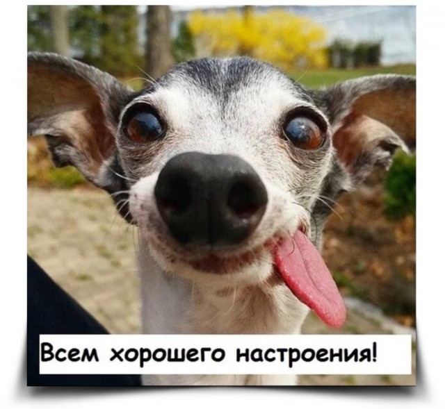 Улыбка на выходные: Ваш заряд позитива! native-yes