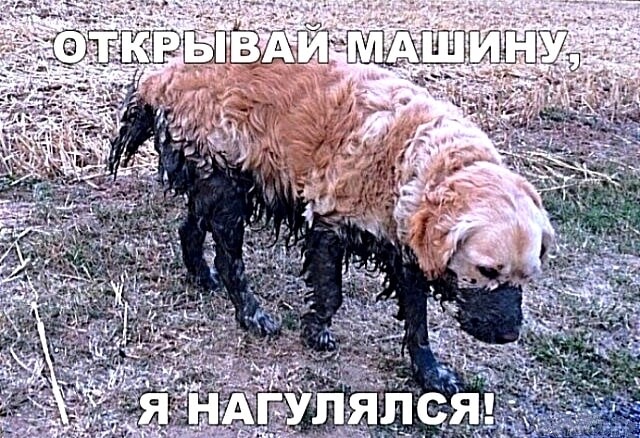 Новый сборник шуток для отличного настроения! Новый сборник шуток для отличного настроения! native-yes