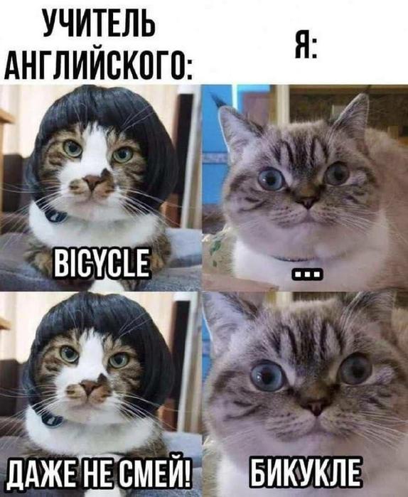 Зарядитесь позитивом! Представляем вам свежую порцию смеха! native-yes