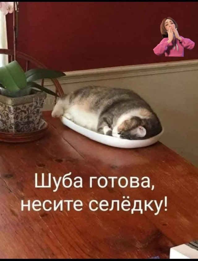 Зарядитесь позитивом! Представляем вам свежую порцию смеха! native-yes