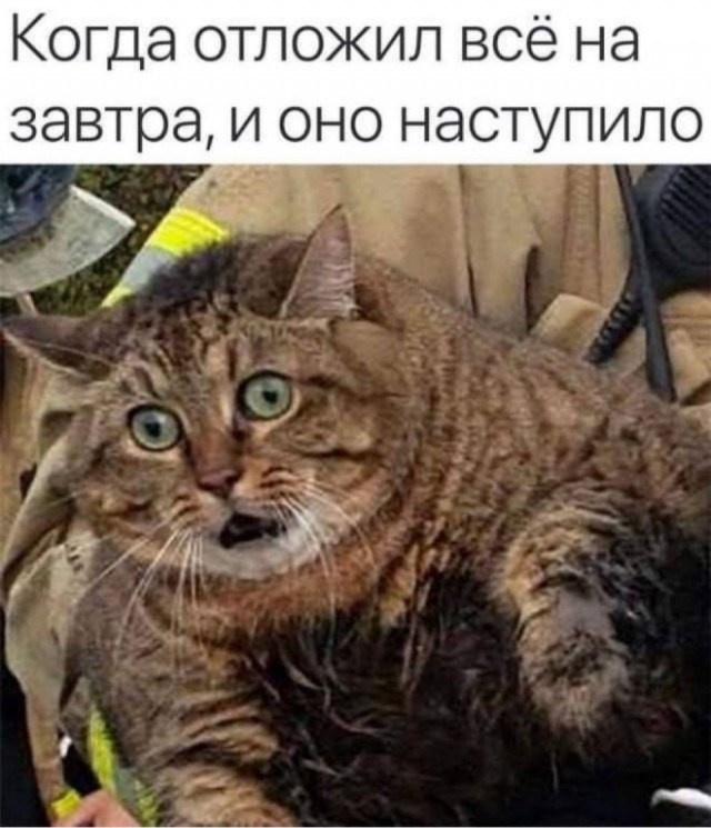 Зарядитесь позитивом! Представляем вам свежую порцию смеха! native-yes