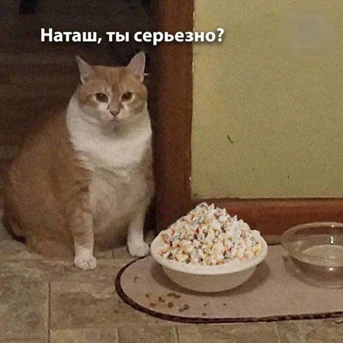 Специально для вас: новый сборник смешных картинок с надписями!