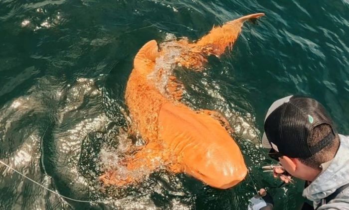 Золотая акула из Коста-Рики: редчайшее чудо природы