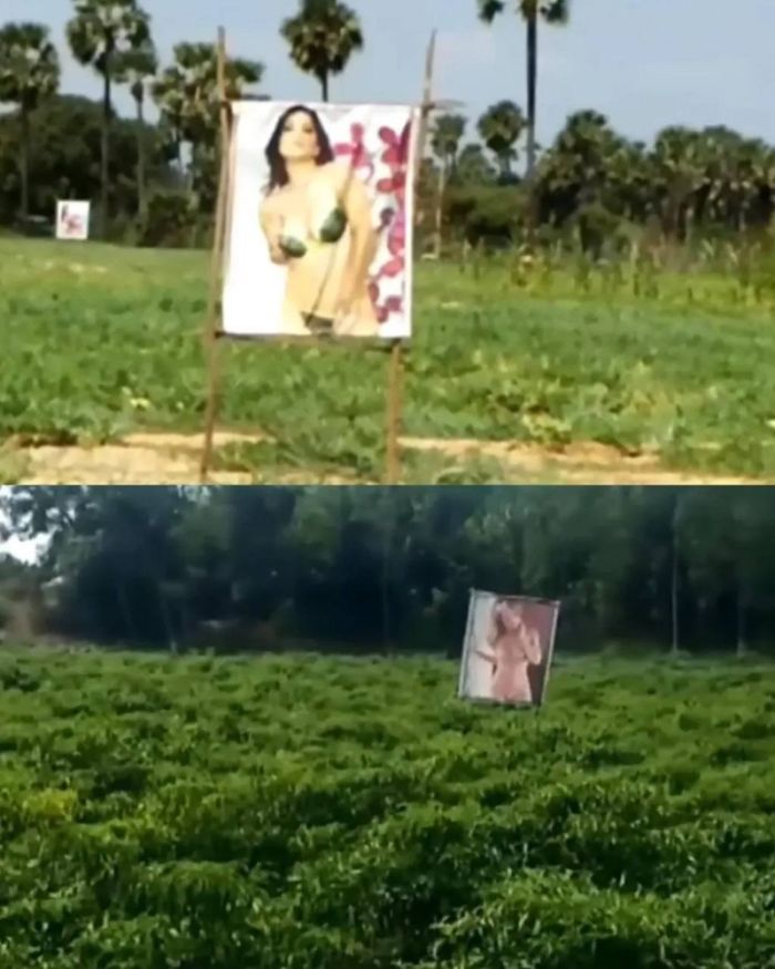 В одном из индийских сельских районов фермер нашёл необычный способ защитить свои посевы от воров native-yes