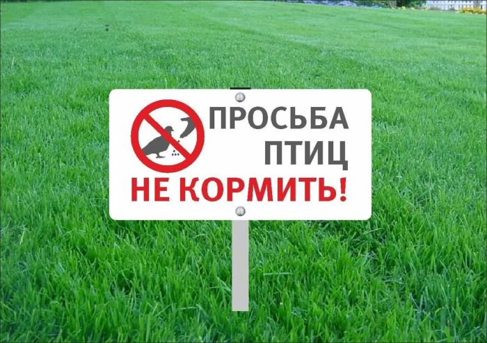 Прекратите кормить птичек