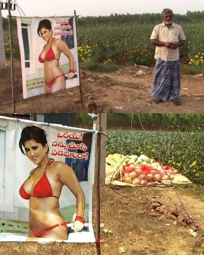 В одном из индийских сельских районов фермер нашёл необычный способ защитить свои посевы от воров