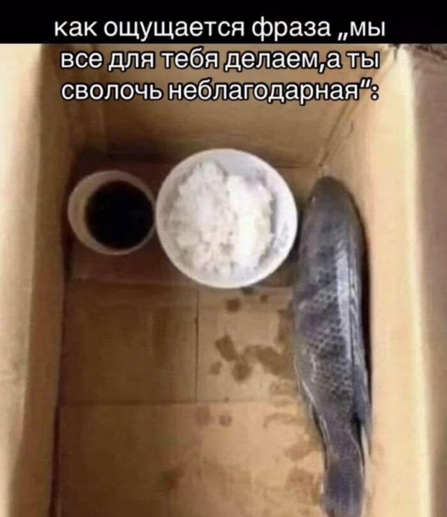 Выходные на позитиве: свежая порция юмора для отличного настроения! native-yes