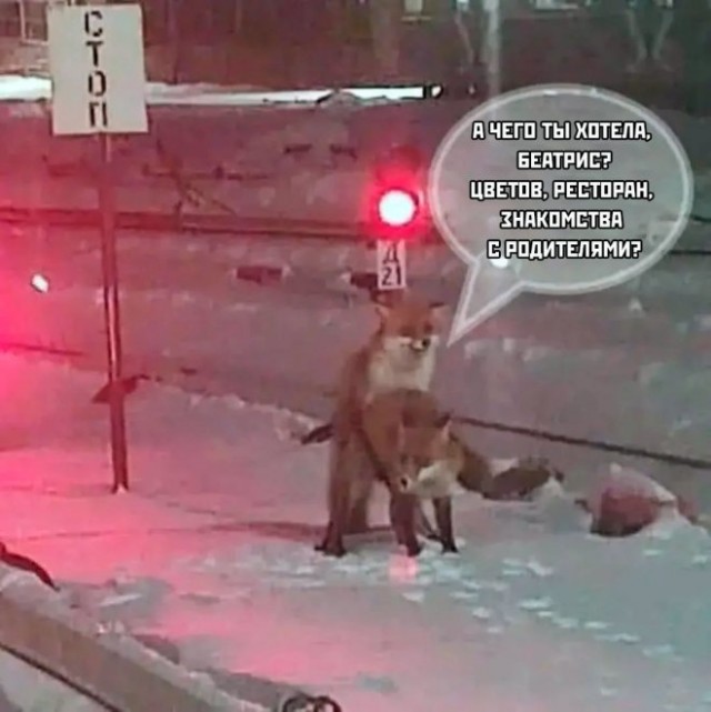 картинка 01cb6797d7 20760357