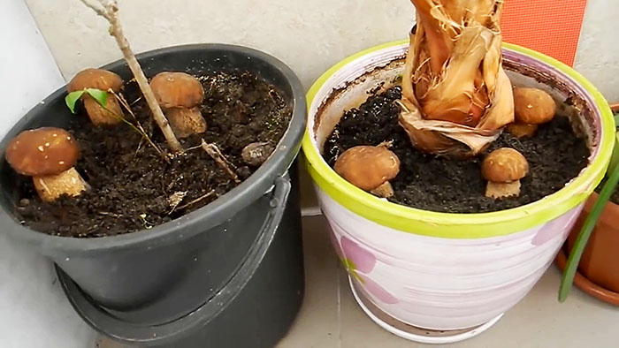 картинка 0ef52e32a8 kak vyraschivat belye griby na podokonnike16