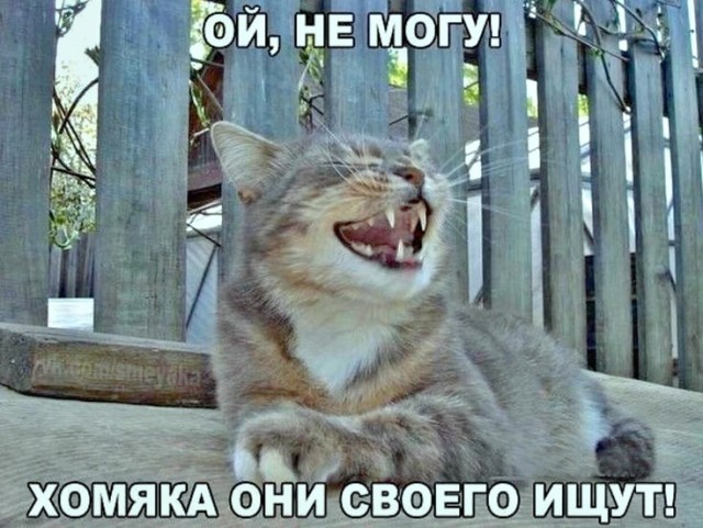 картинка 29db7e4308 20742041