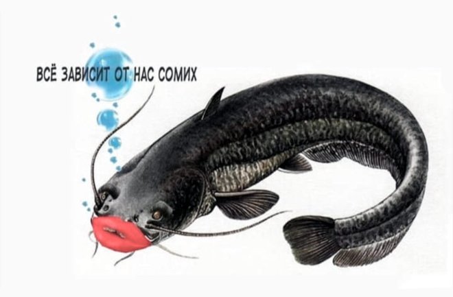 картинка 341238bfc7 ulybnis shire luchshie memy i samye umoritelnye kommenty iz seti uzhe zdes 7