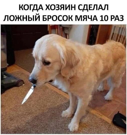 Большой сборник приколов в пятницу! native-yes