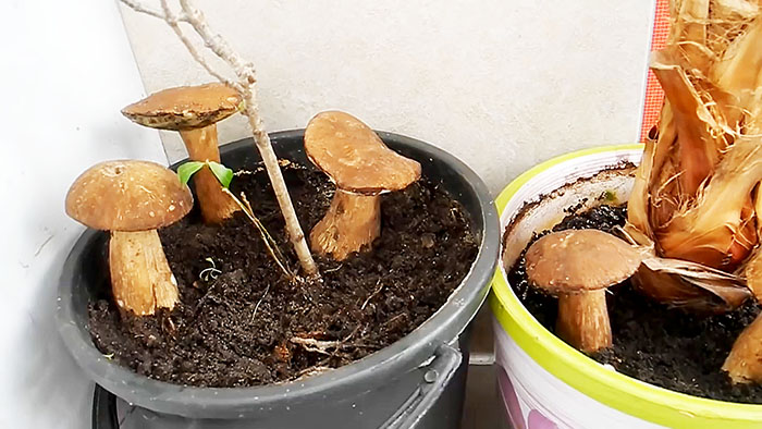 картинка 3b6da14d19 kak vyraschivat belye griby na podokonnike 17