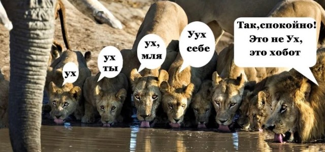 картинка 4ef03bd8c0 20720332