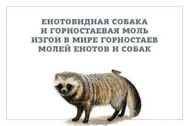 картинка 4fa591bbfa 20722905