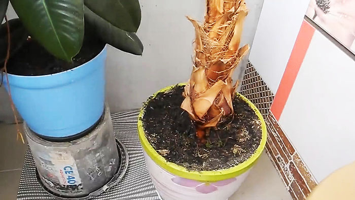 картинка 59be0f4647 kak vyraschivat belye griby na podokonnike 12