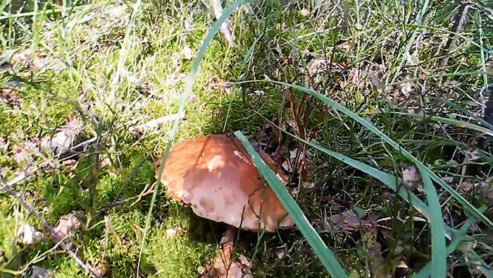 картинка 5a816d5b1d kak vyraschivat belye griby na podokonnike 2