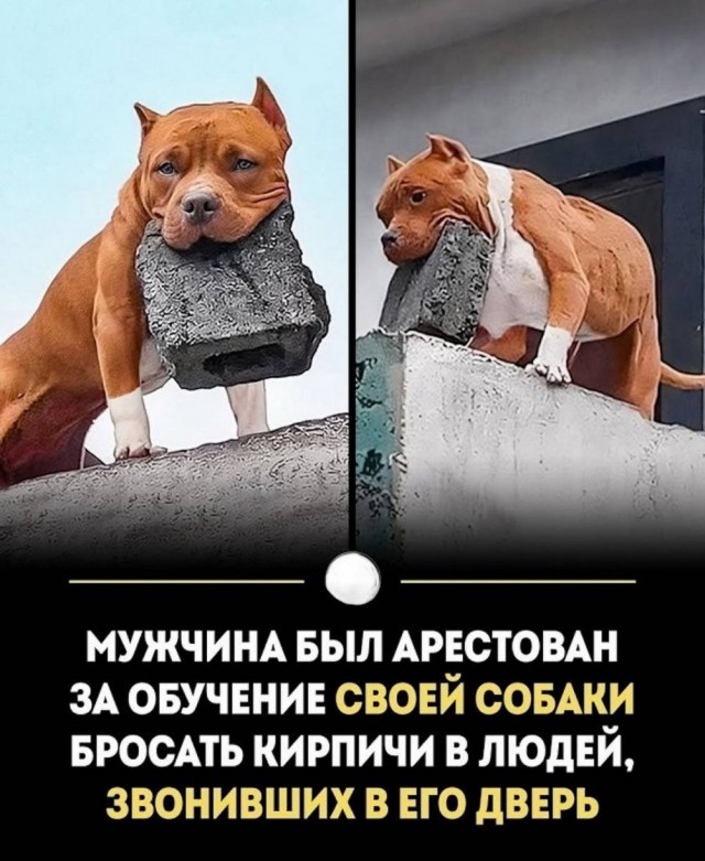 Мы приготовили для вас убойную дозу позитива, которая поможет пережить этот день на волне смеха! Мы приготовили для вас убойную дозу позитива, которая поможет пережить этот день на волне смеха! настроения, ситуации, чтобы, смеяться, только, хорошего, которые, юмора, стрессе, собой, растопить, способный, Потому, шедевр, маленький, картинка, каждая, дедлайнах, царит, Откройте