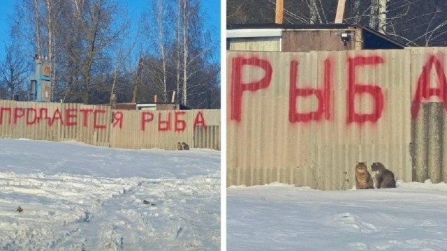 картинка 6a7e053812 20704179