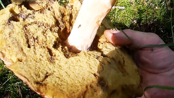 картинка 7229f295ef kak vyraschivat belye griby na podokonnike 3