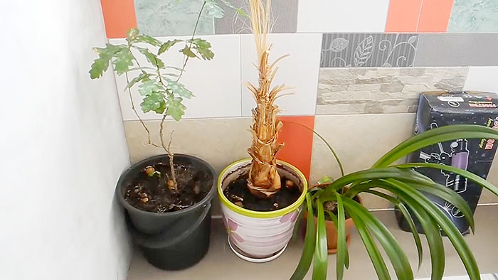 картинка 79250a91be kak vyraschivat belye griby na podokonnike 13