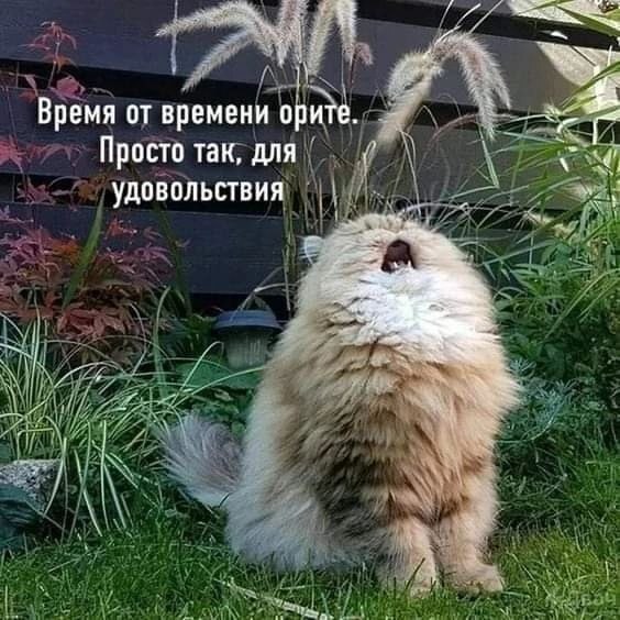 картинка 7964104285 1772254633