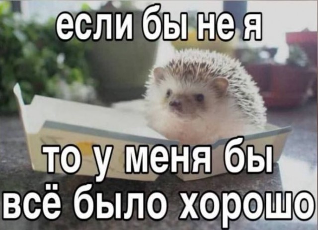 Выходные на позитиве: свежая порция юмора для отличного настроения! native-yes