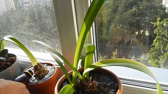 картинка 8d3b407390 kak vyraschivat belye griby na podokonnike 11