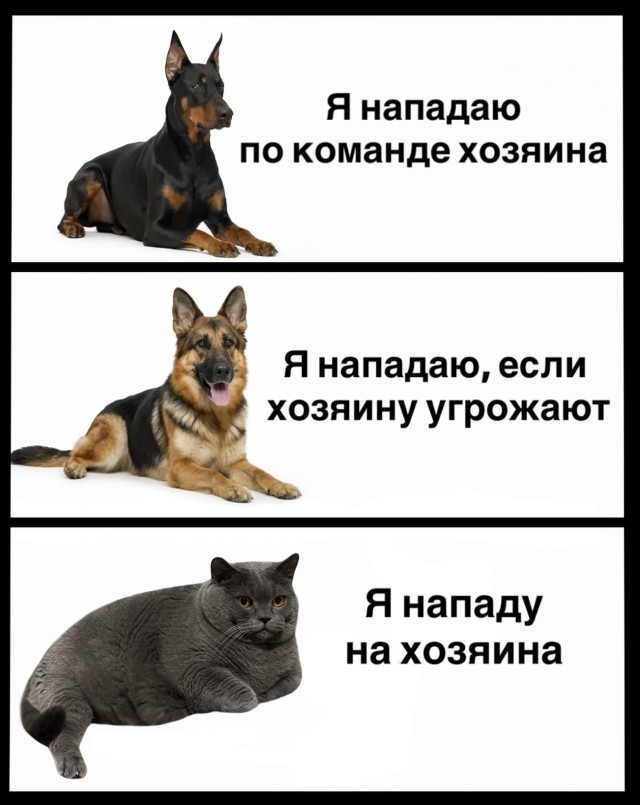 картинка 93c2c5cf52 20720342