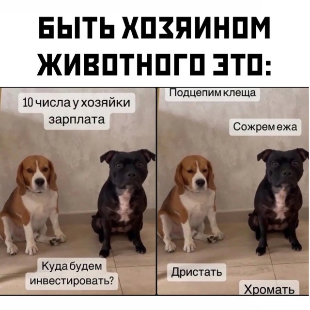 картинка a710f4d7d9 20743169