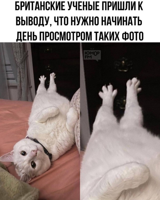 Мы приготовили для вас убойную дозу позитива, которая поможет пережить этот день на волне смеха! Мы приготовили для вас убойную дозу позитива, которая поможет пережить этот день на волне смеха! настроения, ситуации, чтобы, смеяться, только, хорошего, которые, юмора, стрессе, собой, растопить, способный, Потому, шедевр, маленький, картинка, каждая, дедлайнах, царит, Откройте