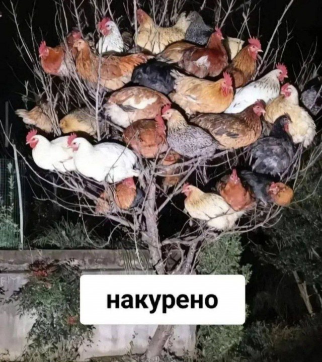 картинка beeb783a94 20720236