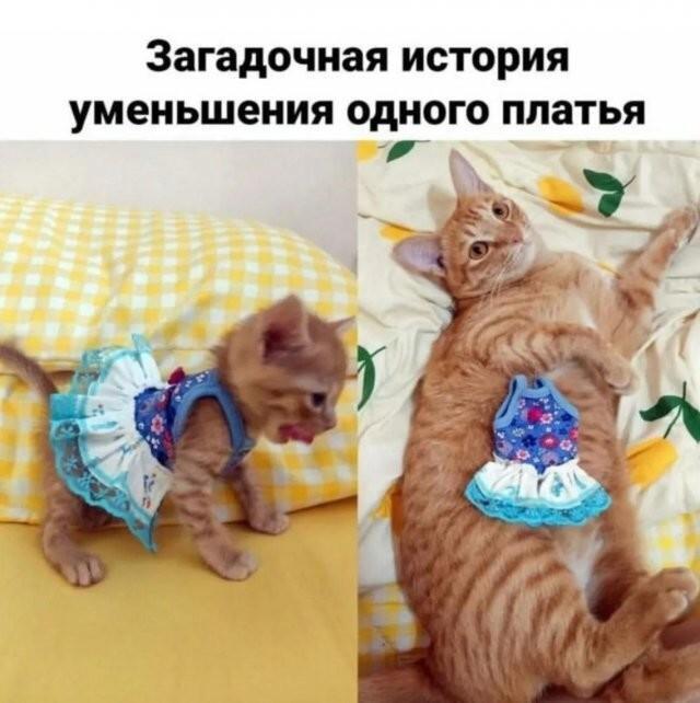 картинка d9e9d84d3b lovite volnu pozitiva luchshie shutki v memah dlja vashego nastroenija 21