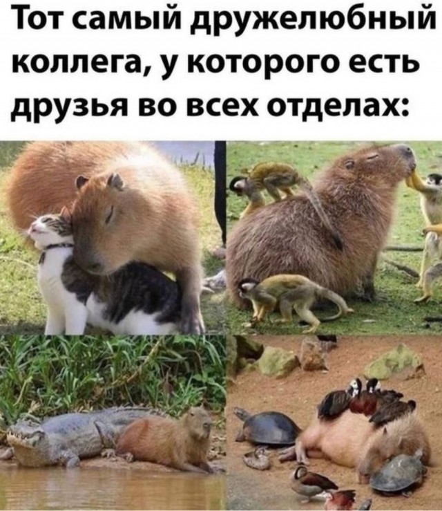 Выходные на позитиве: свежая порция юмора для отличного настроения! native-yes