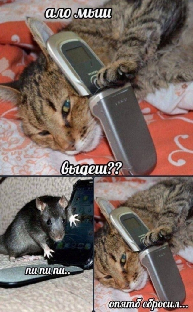 картинка e458eb7f22 20721991