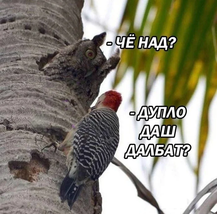 картинка eb046a6cdc 0000000