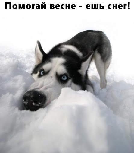 Начало недели? Не беда! Заряжаемся позитивом с юмором! native-yes