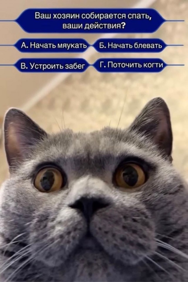 Выходные на позитиве: свежая порция юмора для отличного настроения! native-yes