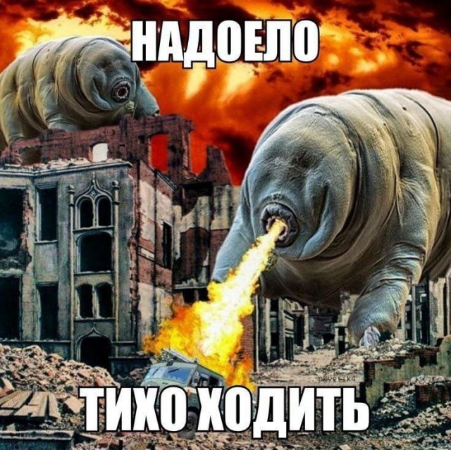 картинка fef38fdbd2 20701341