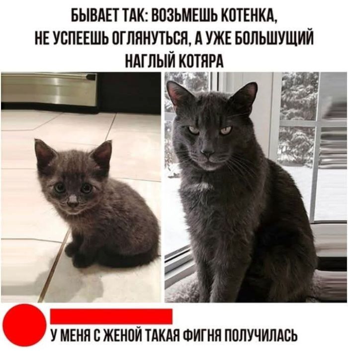 картинка 0012150505 zabudte o skuke my sobrali dlja vas samuju svezhuju porciju otbornyh memov i umoritelnyh kommentariev 6