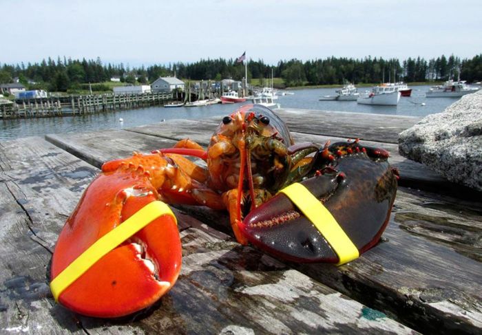 Двухцветные членистоногие: Чудо природы или фотошоп?