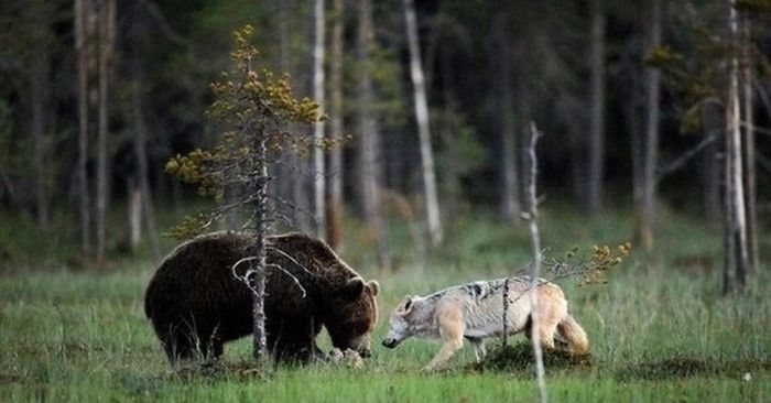 Где в средней полосе России больше всего волков и медведей?