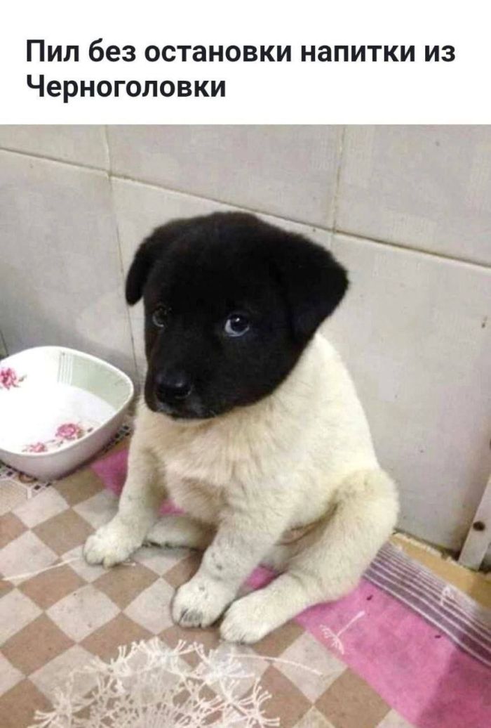 Выходные на позитиве: свежая порция юмора для отличного настроения! native-yes