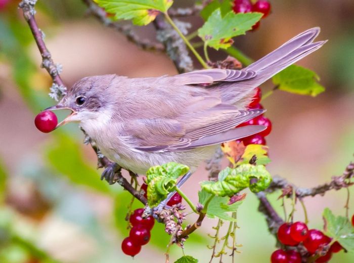 картинка 2c26ede2a8 1