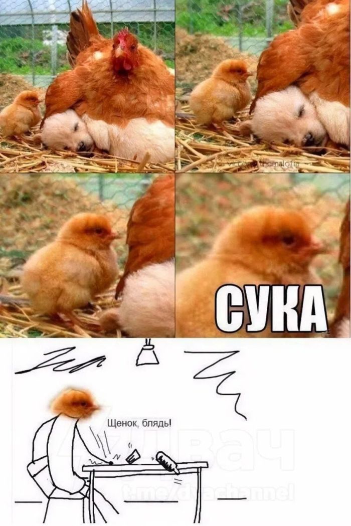 картинка 6cf168b4e5 bolshaja podborka smeshnyh kartinok i memov dlja vashego otlichnogo nastroenija 20