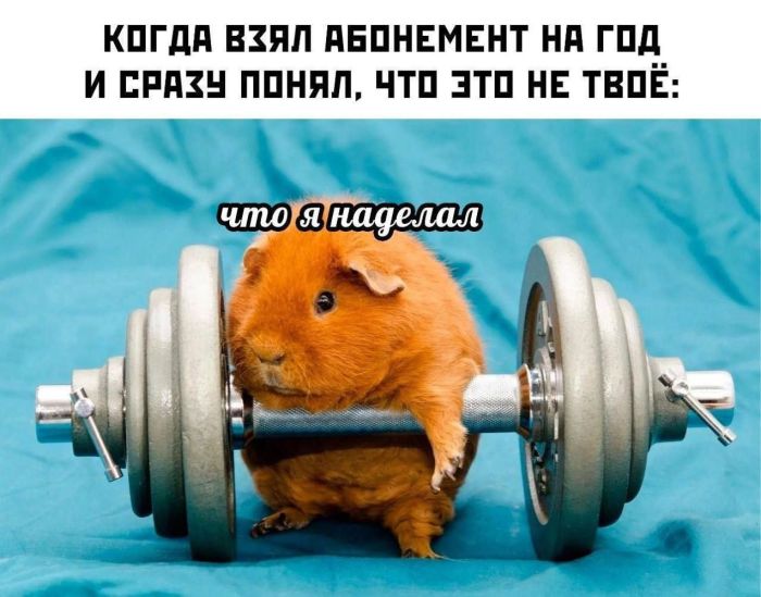 картинка 80d60f48fe bolshoj sbornik svezhih memov i kommentariev iz socsetej vash zarjad pozitiva na ves den 18