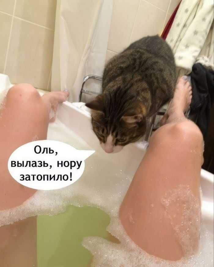 картинка c336a3b8d4 ustali ot milyh kotikov i shutok pro pogodu togda vam sjuda 22