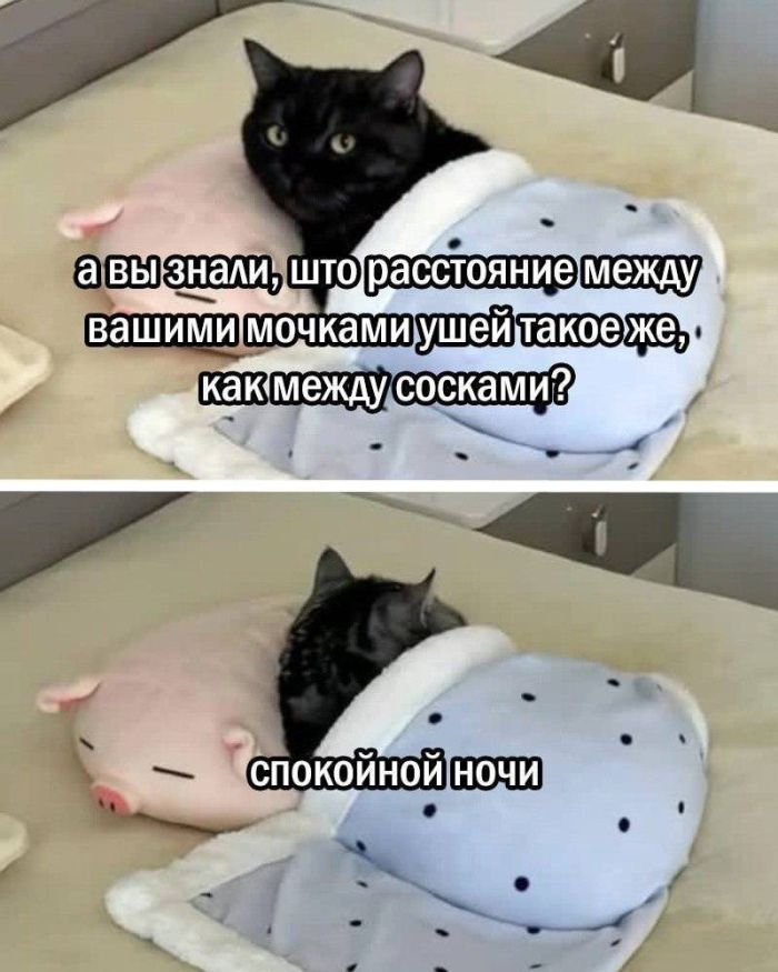 картинка c9fdcccf2d zabudte o skuke my sobrali dlja vas samuju svezhuju porciju otbornyh memov i umoritelnyh kommentariev 2